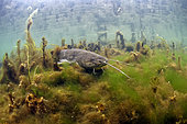 Wels catfish (Silurus glanis), Le Cher River, Loir-et-Cher, France