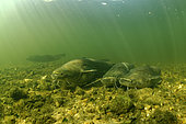 Wels catfish (Silurus glanis), Le Cher River, Loir-et-Cher, France