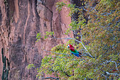 Red-and-green Macaw, (Ara chloropterus), Buraco das Araras, Bonito, Mato Grosso do Sul, Brazil
