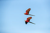 Red-and-green Macaw (Ara chloropterus), Buraco das Araras, Bonito, Mato Grosso do Sul, Brazil