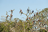 Red-and-green Macaw (Ara chloropterus) and Arara jacinto (Anodorhynchus, hyacinthinus), Buraco das Araras, Bonito, Mato Grosso do Sul, Brazil