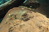 Juvenile eel, Lagoa Misteriosa a sinkhole in limestone region, Serra da Bodoquena (Bodoquena Mountain Range), Bonito, Mato Grosso do Sul, Brazil