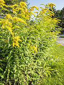 Solidago 'Golden Showers'