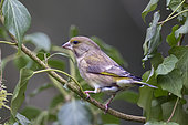Greenfinch (Carduelis chloris) female on a branch of Ivy in winter, Country Garden, Lorraine, France