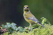 Greenfinch (Carduelis chloris) male on a mossy stump in winter, Country Garden, Lorraine, France