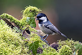 Coal Tit (Periparus ater) on a mossy stump in winter, Country Garden, Lorraine, France
