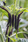 Camberwell Beauty (Aglais io) Caterpillars on nettle in spring, Queen Forest Massif, around Toul, Lorraine, France