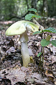 Death Cap (Amanita phalloides) in the woods in summer, Queen Forest Massif, Toul, Lorraine, France