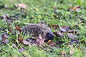 European hedgehog (Erinaceus europaeus) in the grass in search of food in winter, Country Garden, Lorraine, France