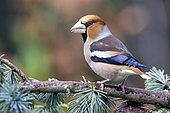 Hawfinch (Coccothraustes coccothraustes) male on a Cedar branch in winter, Country Garden, Lorraine, France