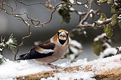 Hawfinch (Coccothraustes coccothraustes) male on a branch of dead wood in winter, Country Garden, Lorraine, France