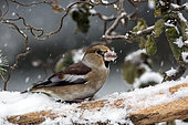 Hawfinch (Coccothraustes coccothraustes) male on a branch of dead wood in winter, Country Garden, Lorraine, France
