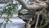 Night Heron (Nycticorax nycticorax) on the lookout under a stump in spring, Lake Kerkini, Greece