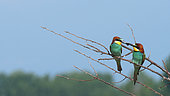 European Bee-eater (Merops apiaster) male offering an insect to his female on a branch in the spring, Lake Kerkini, Greece