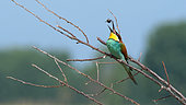 European Bee-eater (Merops apiaster) returning prey before swallowing on a branch in the spring, Lake Kerkini, Greece