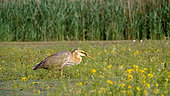 Purple Heron (Ardea purpurea) swallowing a fish in spring, Lake Kerkini, Greece