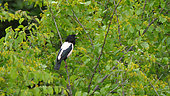 Rosy Starling (Pastor roseus) singing in a mulberry during the migration, Kerkini, Greece