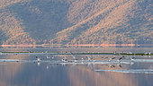 Black-headed Gull (Chroicocephalus ridibundus) posing as a group on the water in autumn, Lake Kerkini, Greece