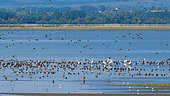 Birds wintering in autumn, Lake Kerkini, Greece