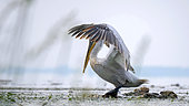 Dalmatian Pelican (Pelecanus crispus) landing on a floating wood in spring, Lake Kerkini, Greece