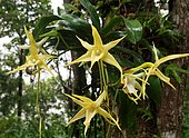 Darwin's orchid (Angraecum sesquipedale) grows on tree trunk, rainforest, eastern Madagascar, Madagascar, Africa