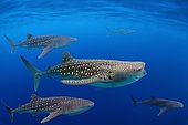 Whale shark (Rhincodon typus), Bohol Sea, Oslob, Cebu, Philippines, Asia