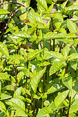Basilic 'Cannelle' / Ocimum basilicum 'Cinnamon'