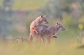 European jackal (Canis aureus moreoticus) pair, Danube Delta, Romania