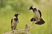 Hooded Crows (Corvus corone cornix) pair on a branch, Danube Delta, Romania