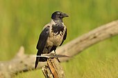 Hooded Crow (Corvus corone cornix) playing with a feather, Danube Delta, Romania