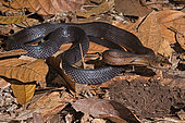 Sulawesi Ratsnake (Coelognathus erythrurus celebensis)