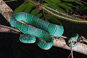 Temple Pit viper (Tropidolaemus subannulatus), Belitung, Indonesia.