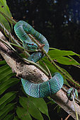 Temple Pit viper (Tropidolaemus subannulatus), Belitung, Indonesia.