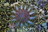 Crown-of-thorns sea star (Acanthaster planci) feeding on coral reef, Sulawesi.
