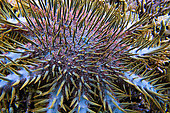 Crown-of-thorns sea star (Acanthaster planci) feeding on coral reef, Sulawesi.