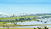 Water buffaloes grazing in the spring Strymon delta, Lake Kerkini, Central Macedonia, Greece
