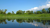 Spring reed in Lake Kerkini, Central Macedonia, Greece