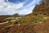 Meadow, blueberries, beech trees, view of the Hahnenbrunnen Pass, farmhouse, Crest Road, Col de Breitfirst (altitude 1280 m), Hautes Vosges, Haut Rhin, France