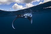 Young Reef manta ray (Mobula alfredi) having found refuge in a small bay of Mayotte