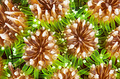 Grass Coral polyps (Galaxea fascicularis), Mayotte