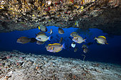 Eyestripe surgeonfish (Acanthurus dussumieri)sheltered in the entrance of the cave, Mayotte