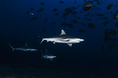 Grey reef shark (Carcharhinus amblyrhynchos) roaming around the entrance of the cave, Mayotte