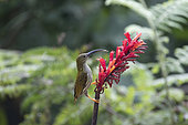 Streaked Spiderhunter (Arachnothera magna) feeding nectar on flower, Tongbiguan, Yunnan, China