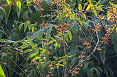 Streaked Spiderhunter (Arachnothera magna) foraging flowers, Tongbiguan, Yunnan, China