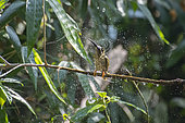 Streaked Spiderhunter (Arachnothera magna) bathing under a trickle of water, Tongbiguan, Yunnan, China, Tongbiguan, Yunnan, China
