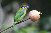 Golden-throated Barbet (Psilopogon franklinii) eating an apple, Gaoligongshan, Yunnan, China