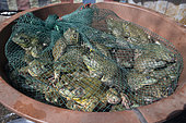 North american Bullfrog (Lithobates catesbeianus) sold in the market of Dali, Yunnan, China
