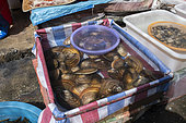 Mussel (Anodonta sp) sold in the market of Dali, Yunnan, China
