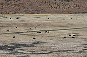 Domestic Yaks (Bos grunniens), Shangri La, Tibet, China