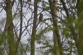 Asian Barred Owlet (Glaucidium cuculoides) on a branch, Shanxii, China